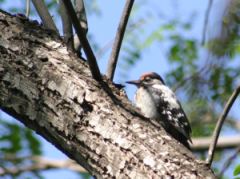 Plenty of birds perch, eat, sleep and nest in trees