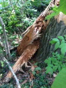 Tree damage in Grand Bend