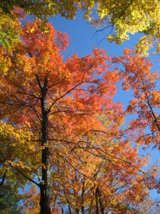 Fall Colours - Image courtesy of Katherine Krige