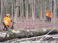 CLC crew uses the throw line to guide where a dead ash tree falls