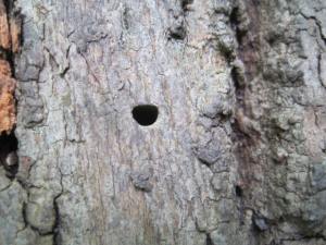 Signs of the EAB
