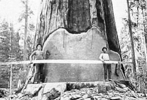 Historical pic of arborists