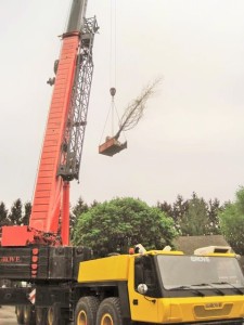 Tree Planting with the help of a 250 tonne crane from Cameron Crane