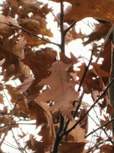 Oak leaves have a brown tinge in the fall